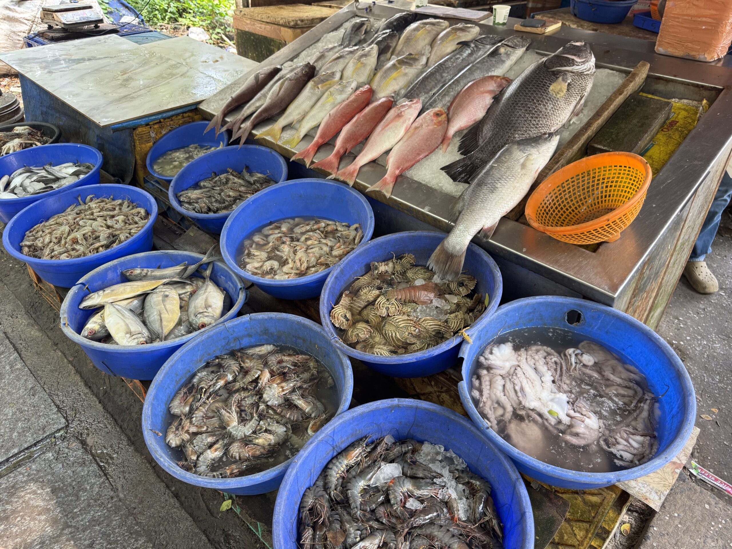 Row of whole fish laid on ice at a seafood market with blue tubs of smaller fish and shellfish nearby
