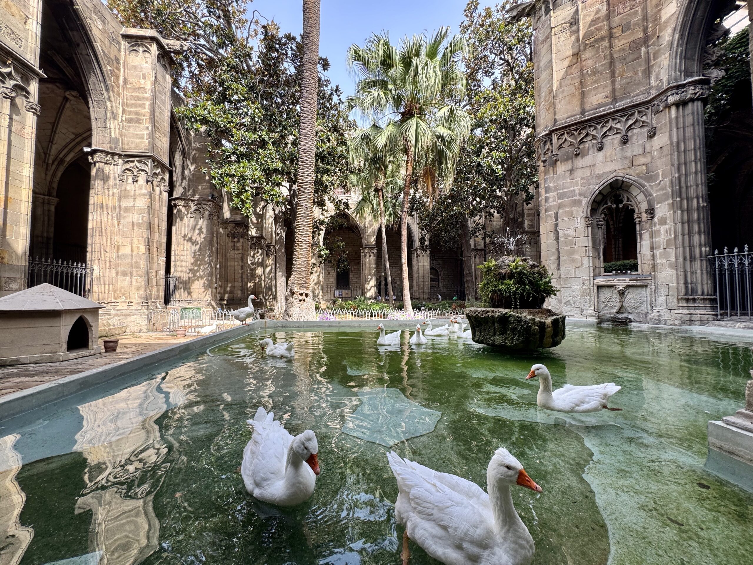 Historic stone courtyard with Gothic arches and a shallow pool of green-tinted water, filled with white ducks and geese.