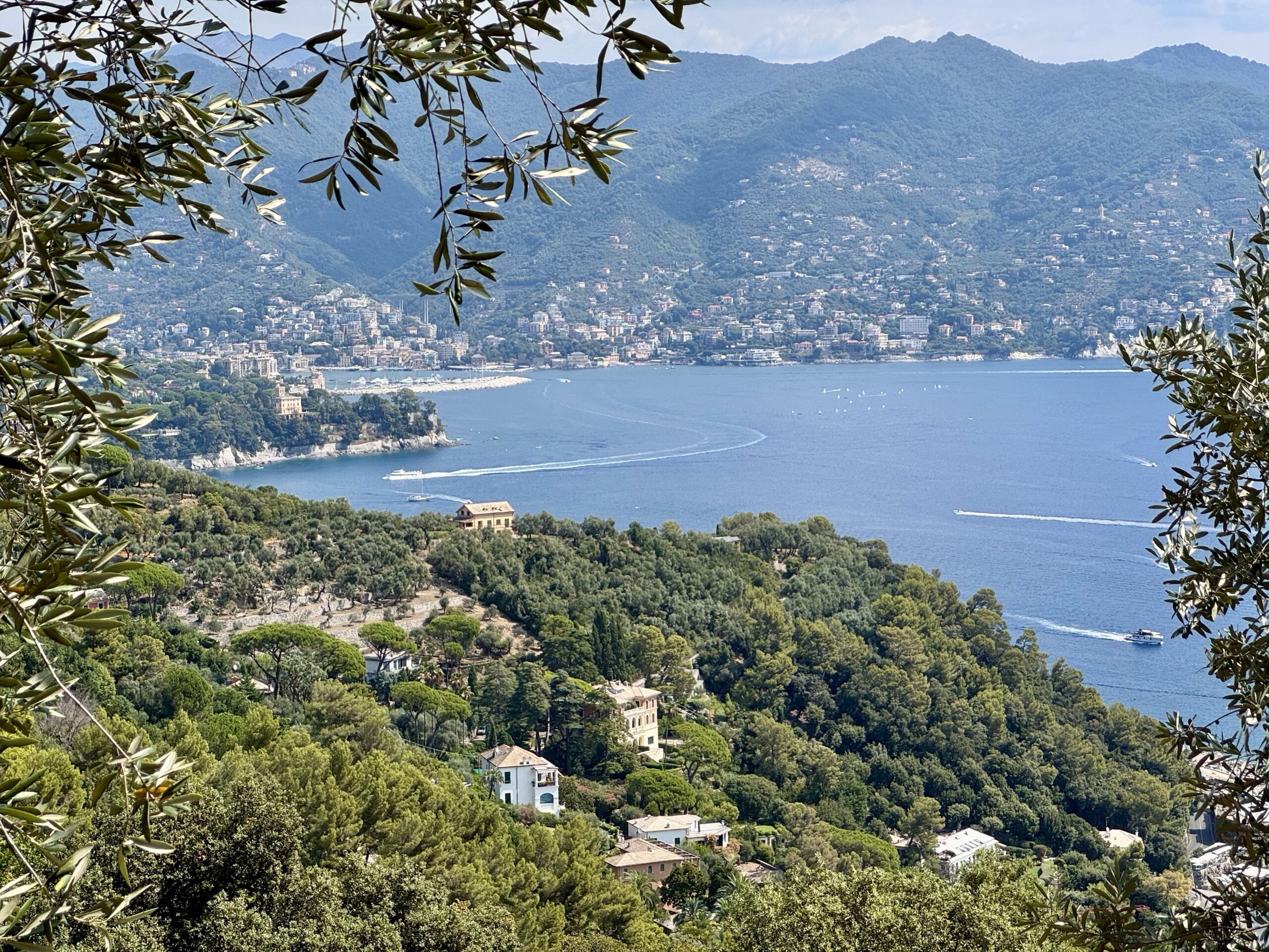 Coastal town along a blue bay framed by olive branches and green hills in the foreground across the water.